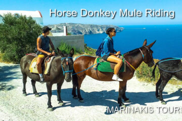 Horse-Donkey-Mule-Riding